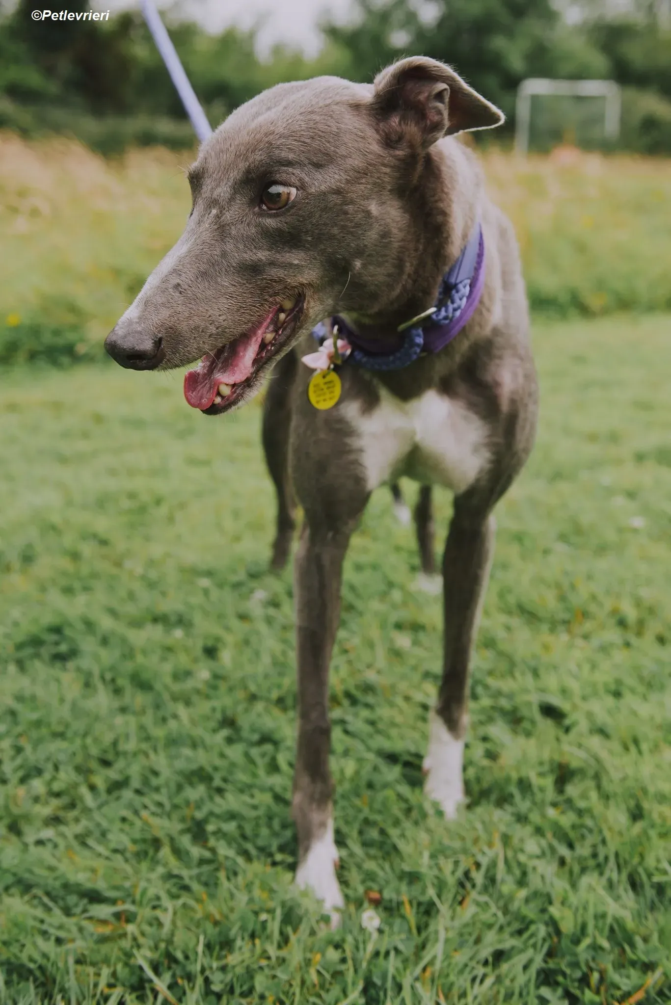 Hoshi adozione levrieri greyhound 16