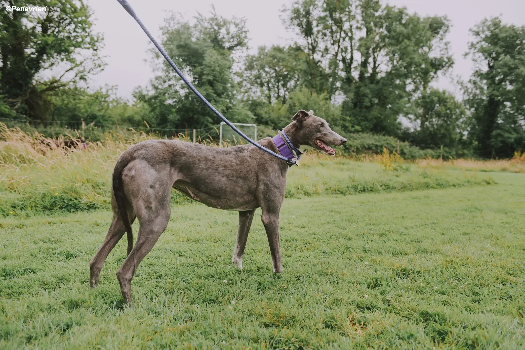 Hoshi adozione levrieri greyhound 17