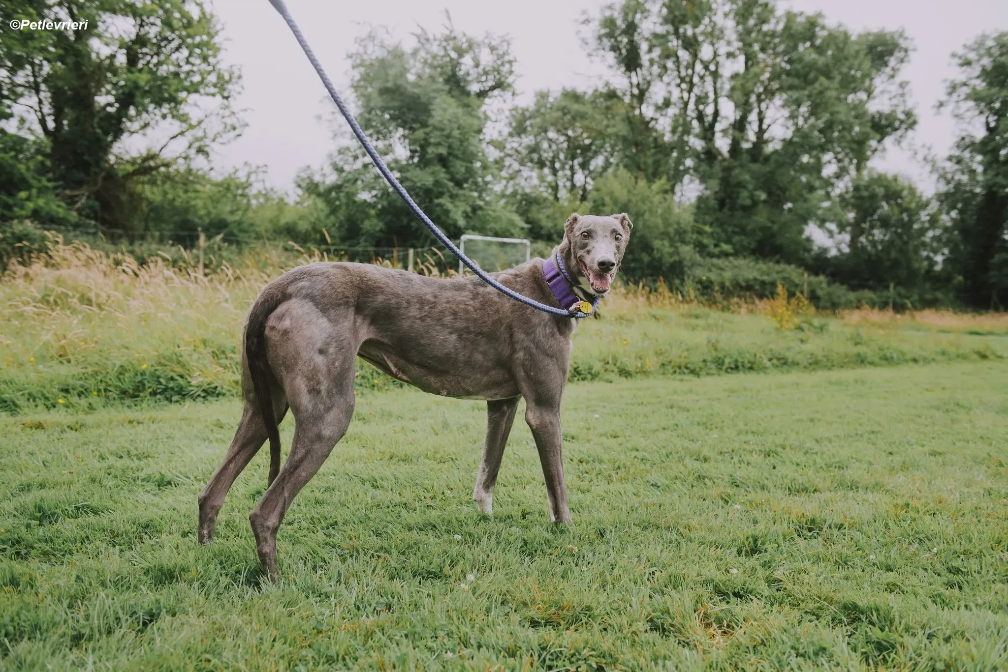 Hoshi adozione levrieri greyhound 18