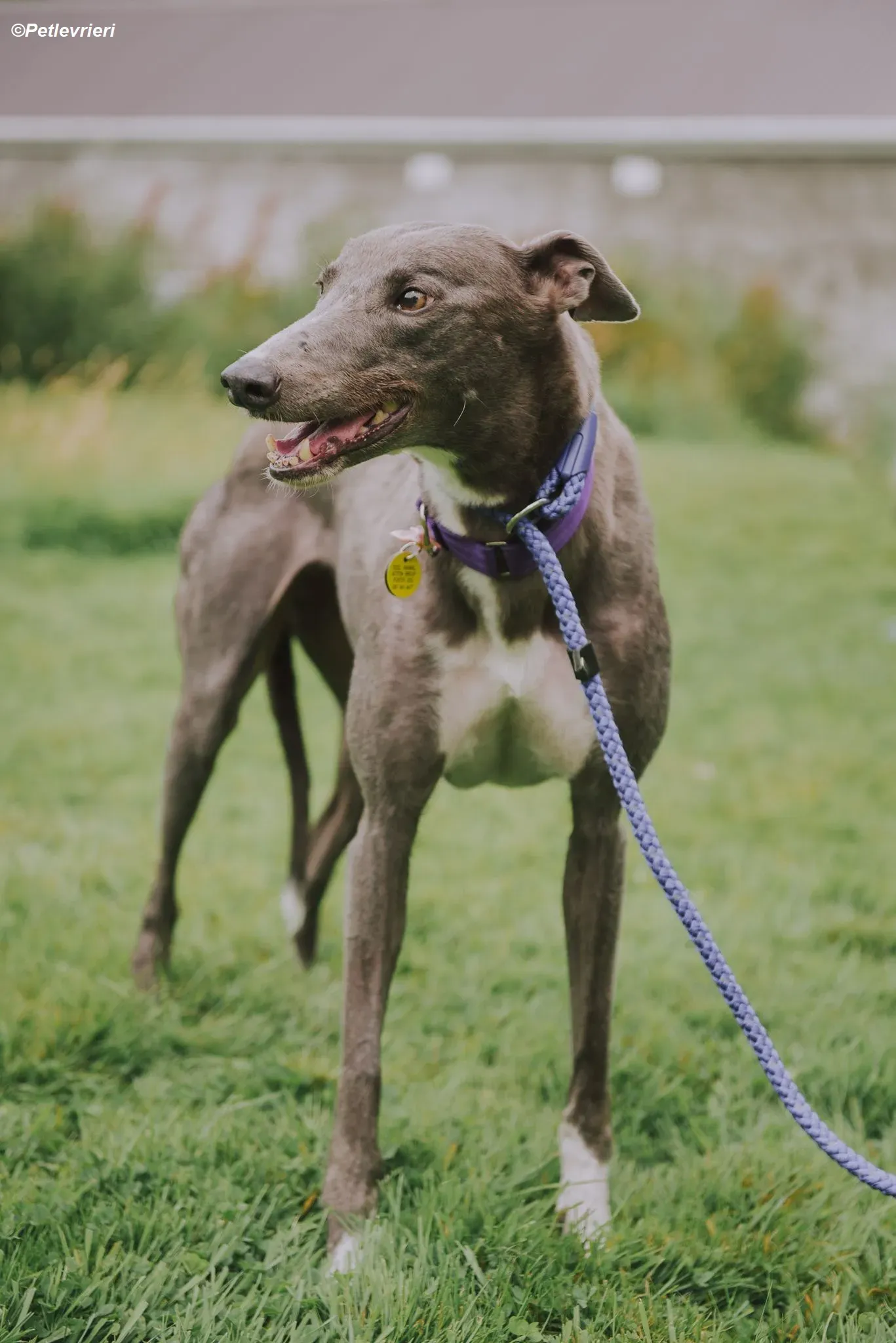 Hoshi adozione levrieri greyhound 19