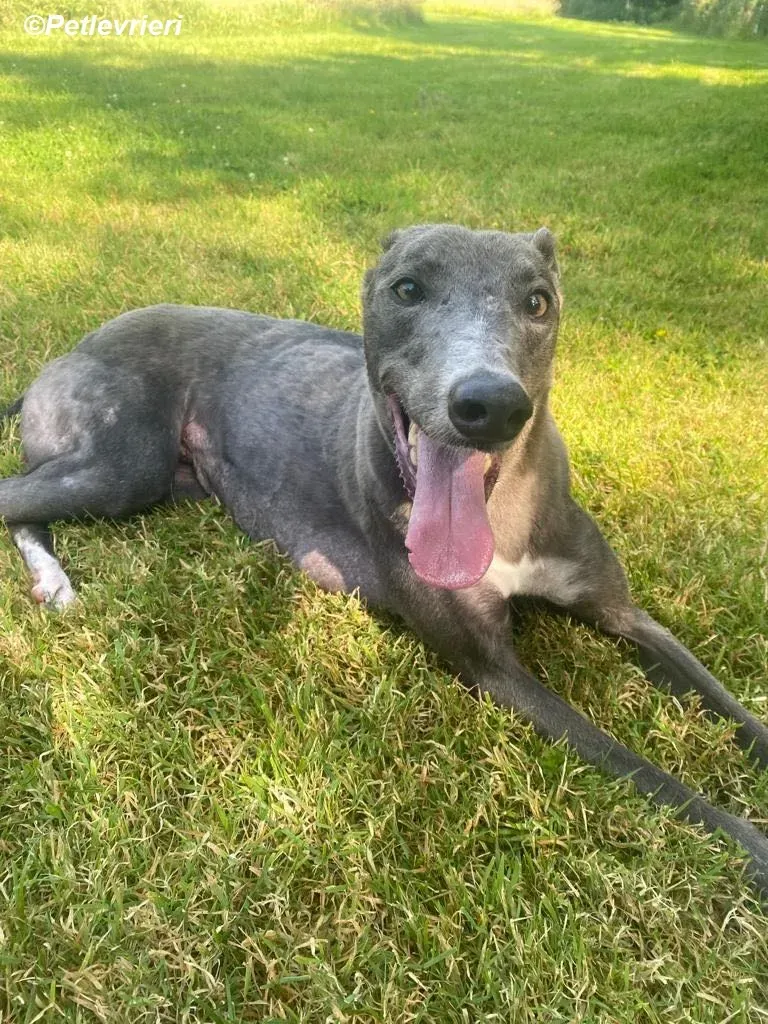 Hoshi adozione levrieri greyhound 2