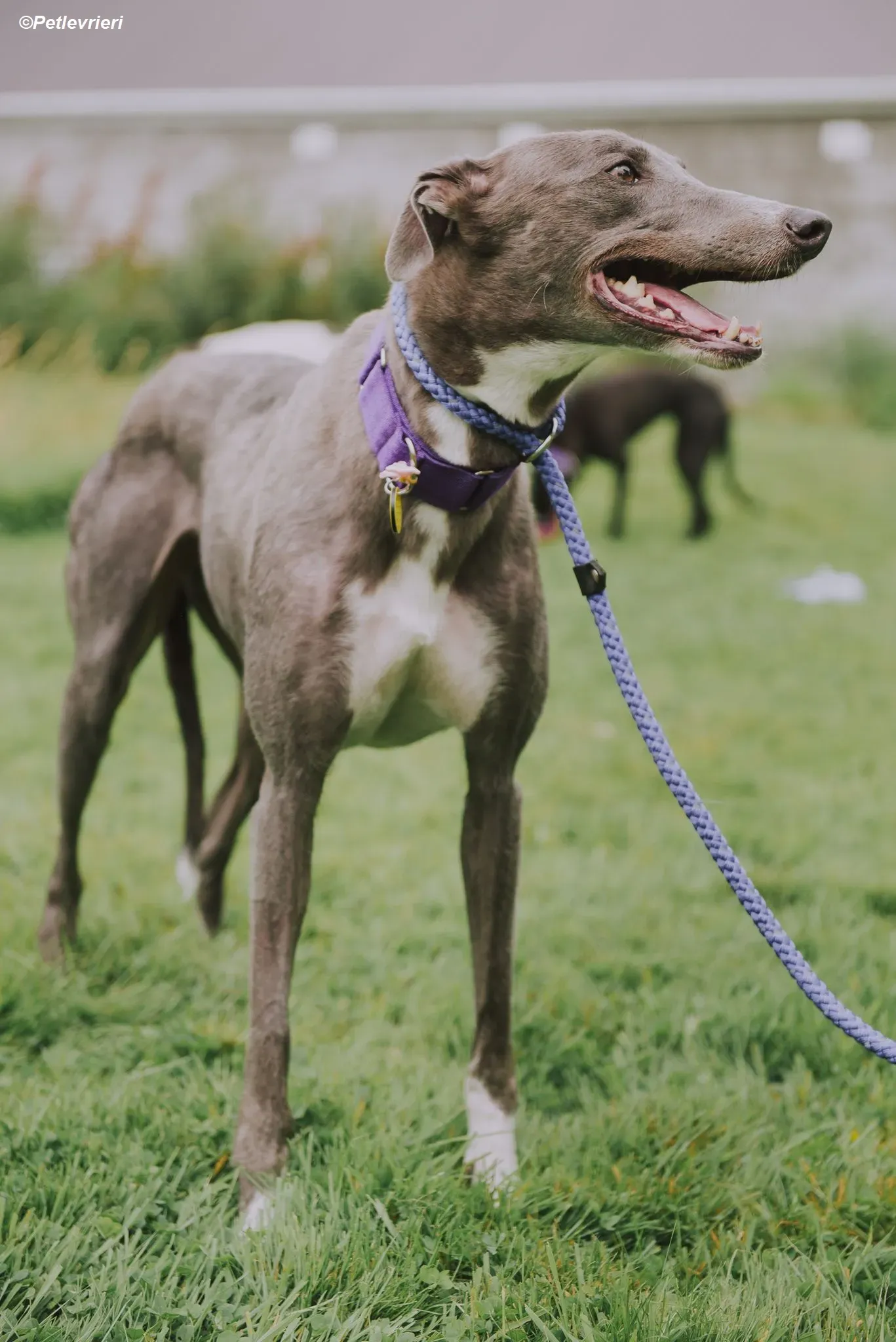 Hoshi adozione levrieri greyhound 20