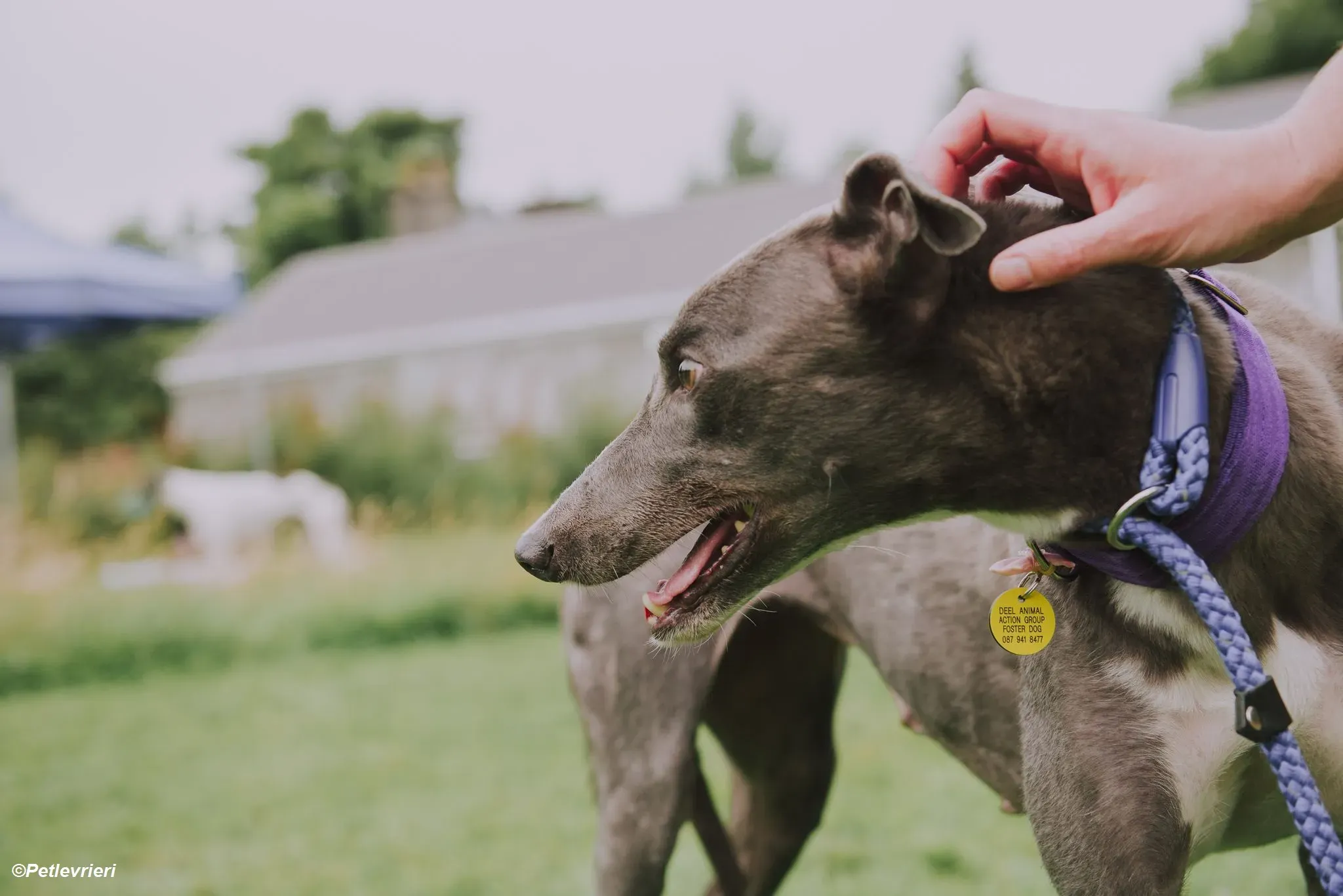 Hoshi adozione levrieri greyhound 21