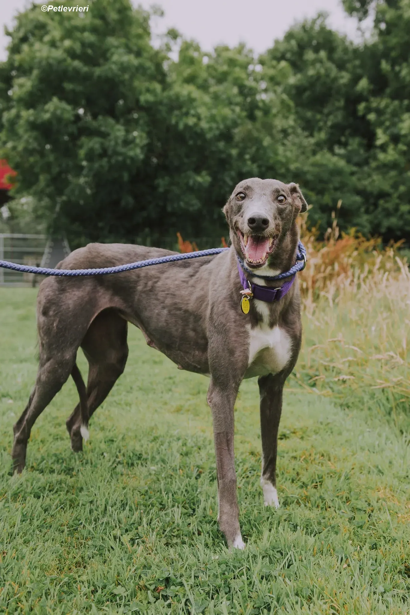 Hoshi adozione levrieri greyhound 22