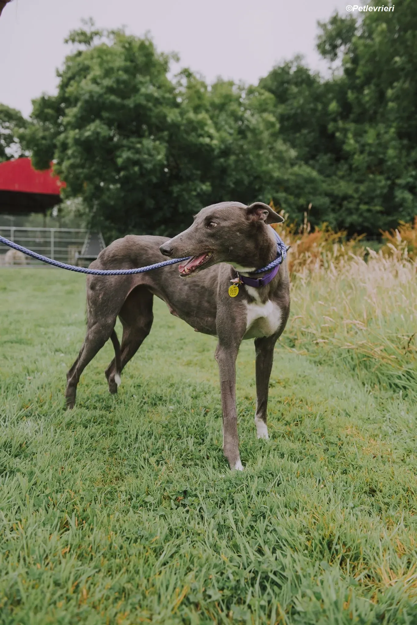 Hoshi adozione levrieri greyhound 23