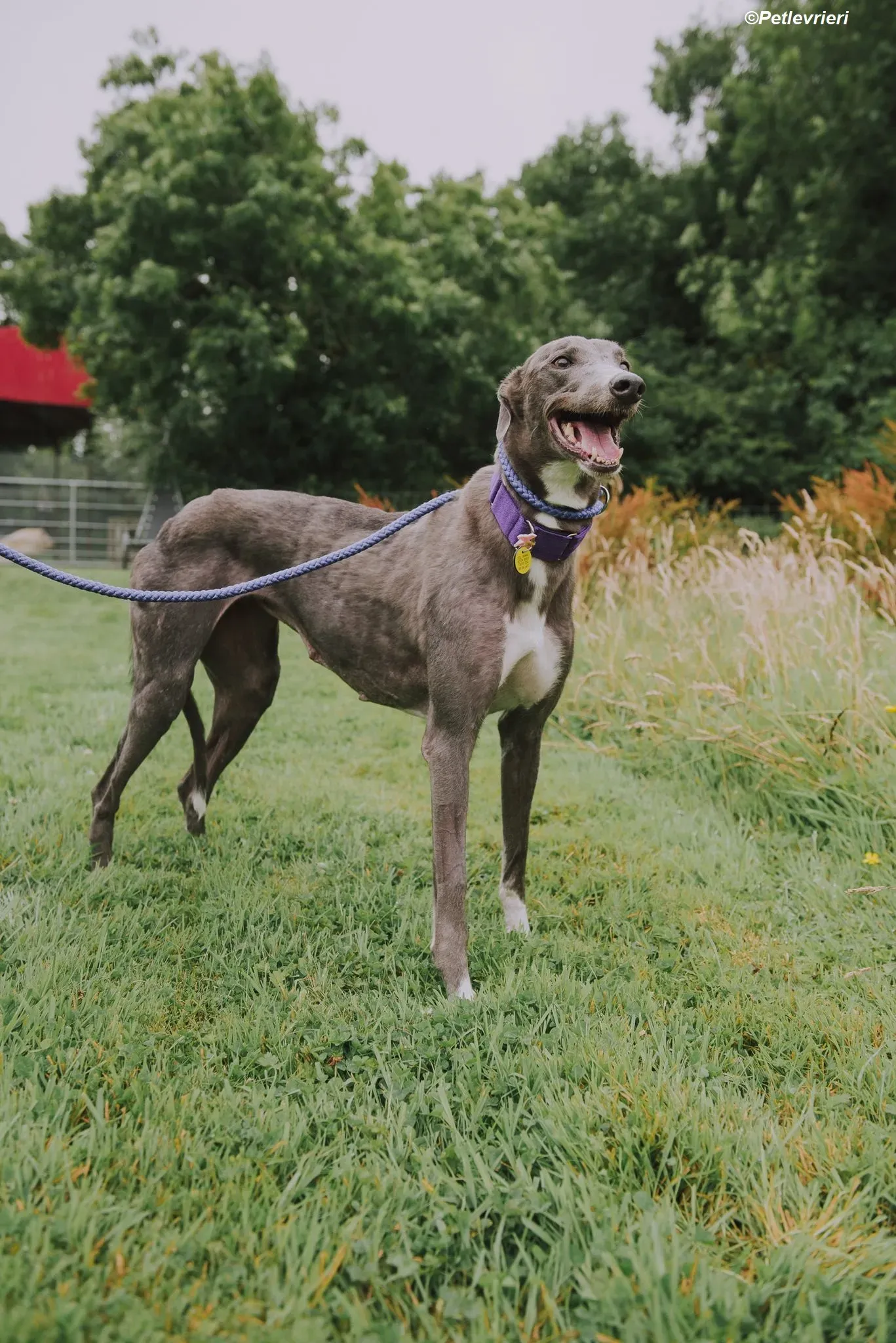 Hoshi adozione levrieri greyhound 24