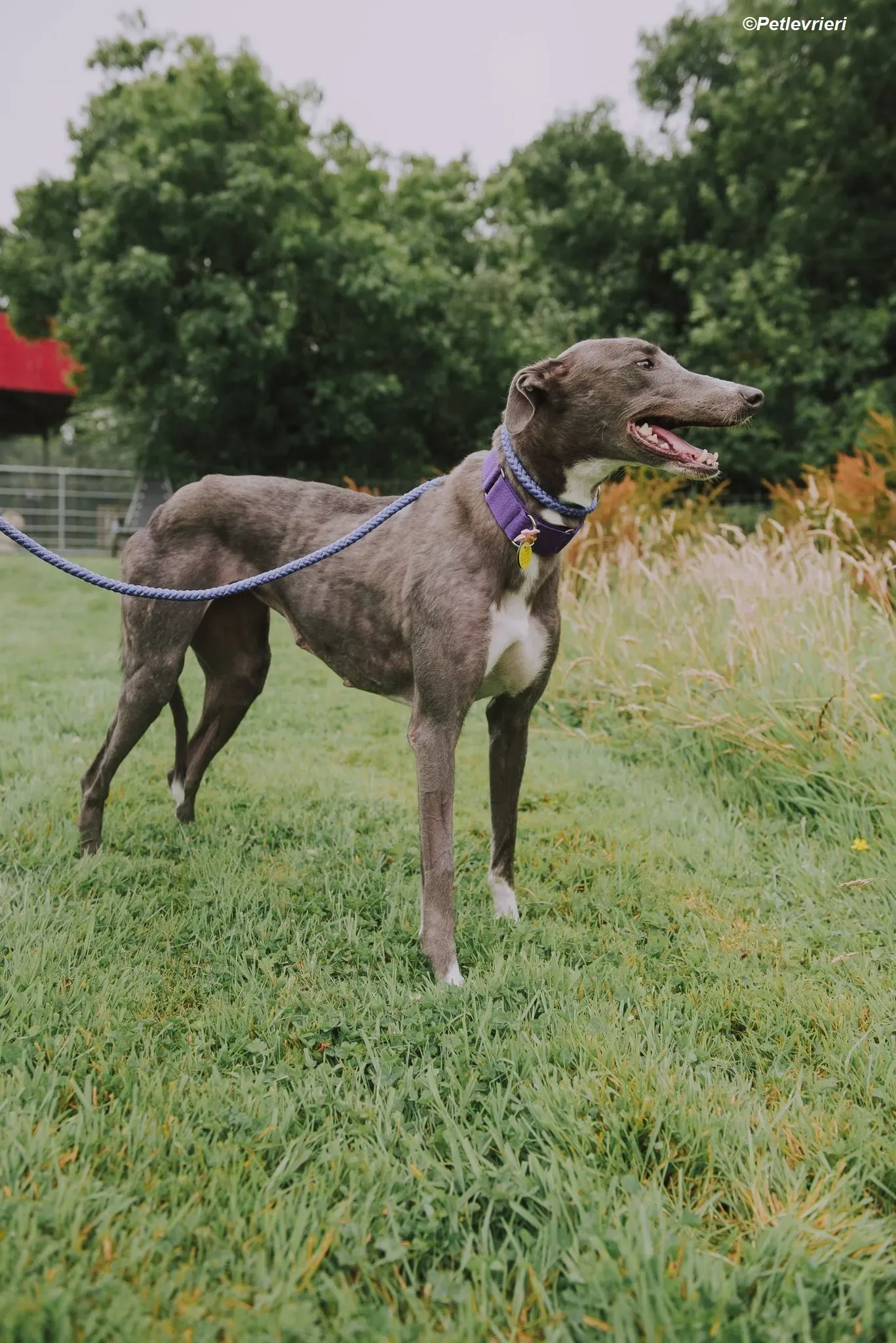 Hoshi adozione levrieri greyhound 25