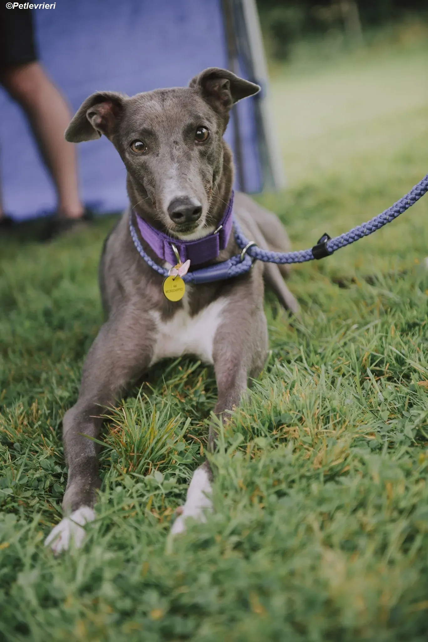 Hoshi adozione levrieri greyhound 26