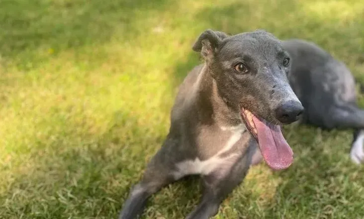 Hoshi adozione levrieri greyhound 3 e1658304816316