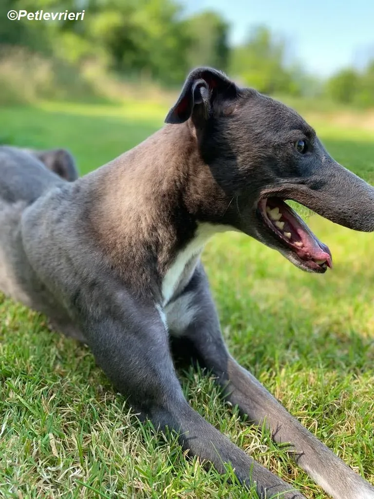 Hoshi adozione levrieri greyhound 4