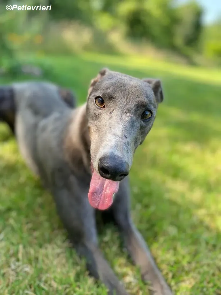 Hoshi adozione levrieri greyhound 5