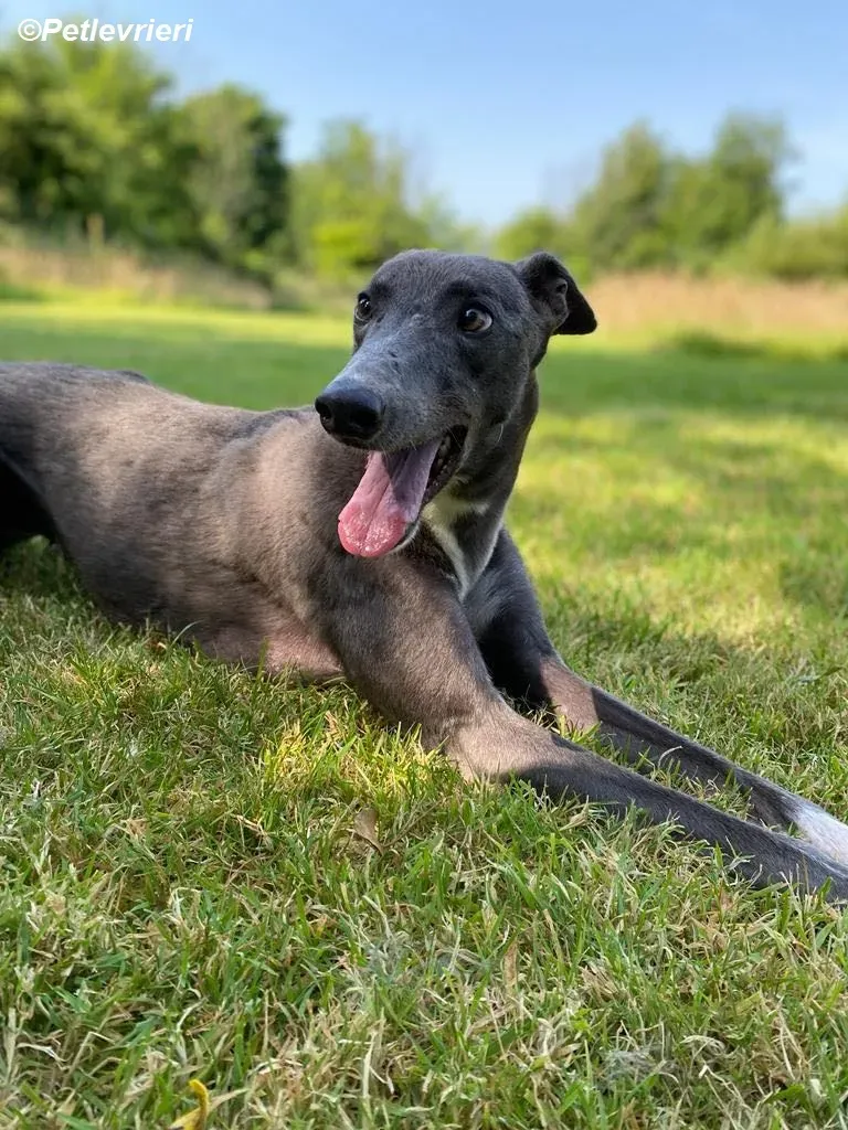 Hoshi adozione levrieri greyhound 6