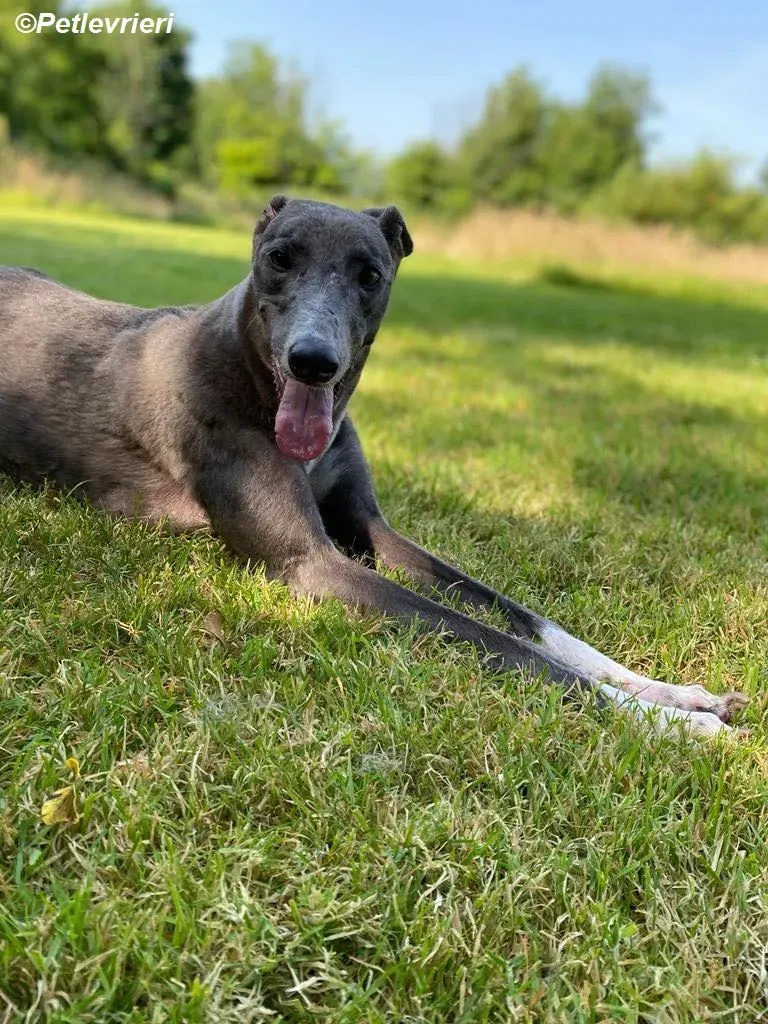 Hoshi adozione levrieri greyhound 7