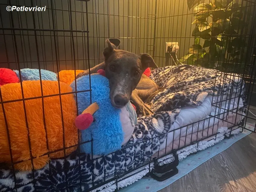 Hoshi adozione levrieri greyhound 8