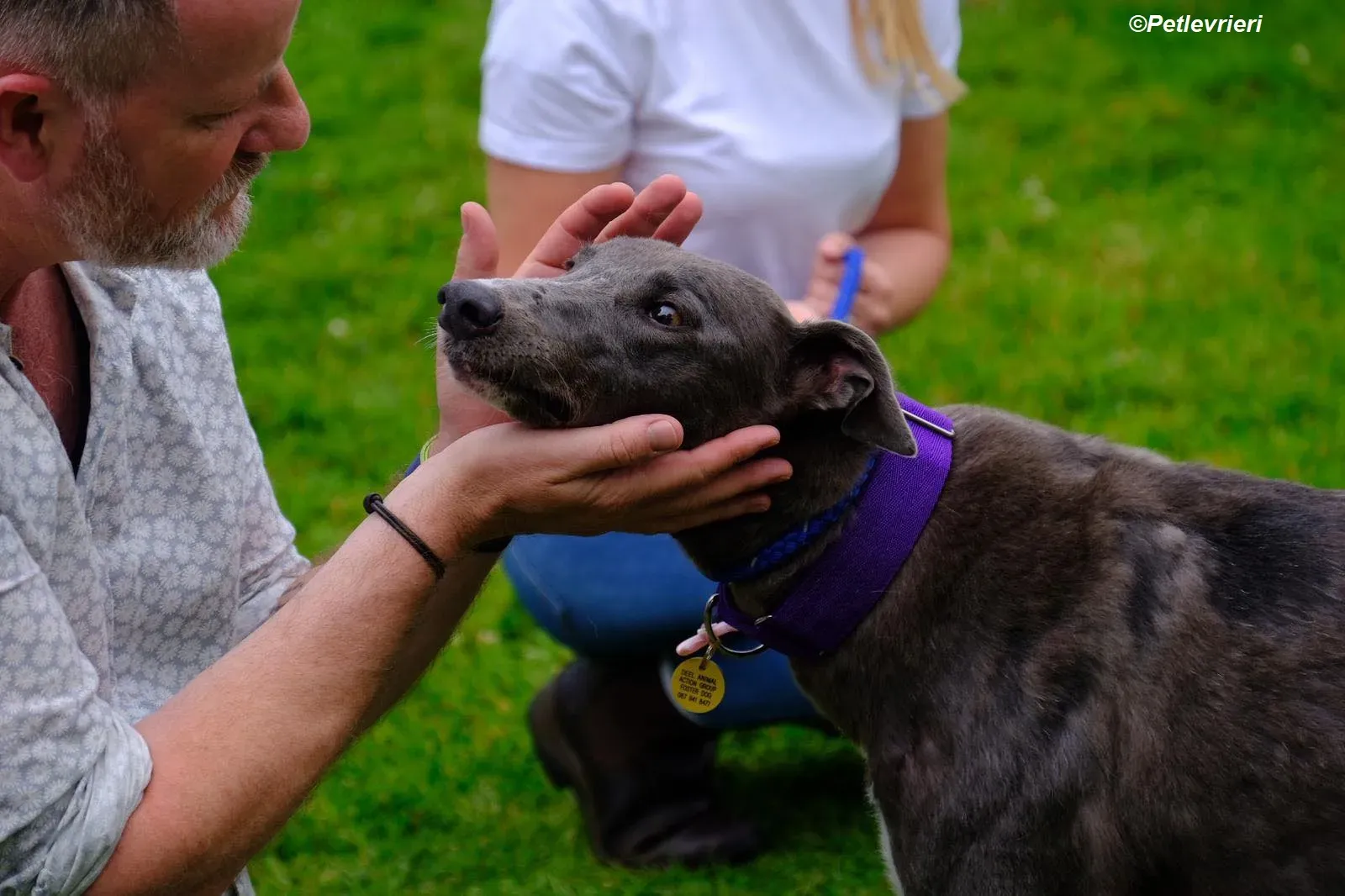 Hoshi adozione levrieri greyhound 9