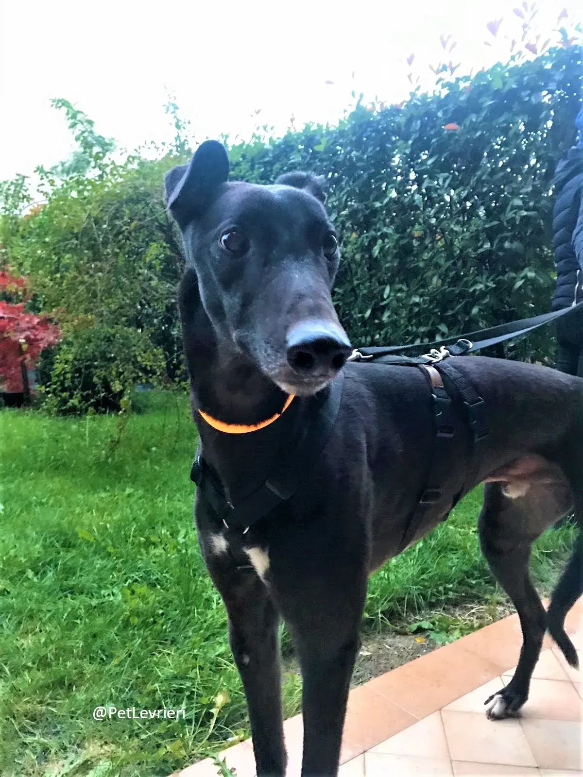 Hubbard adozione levreri grey 09 2