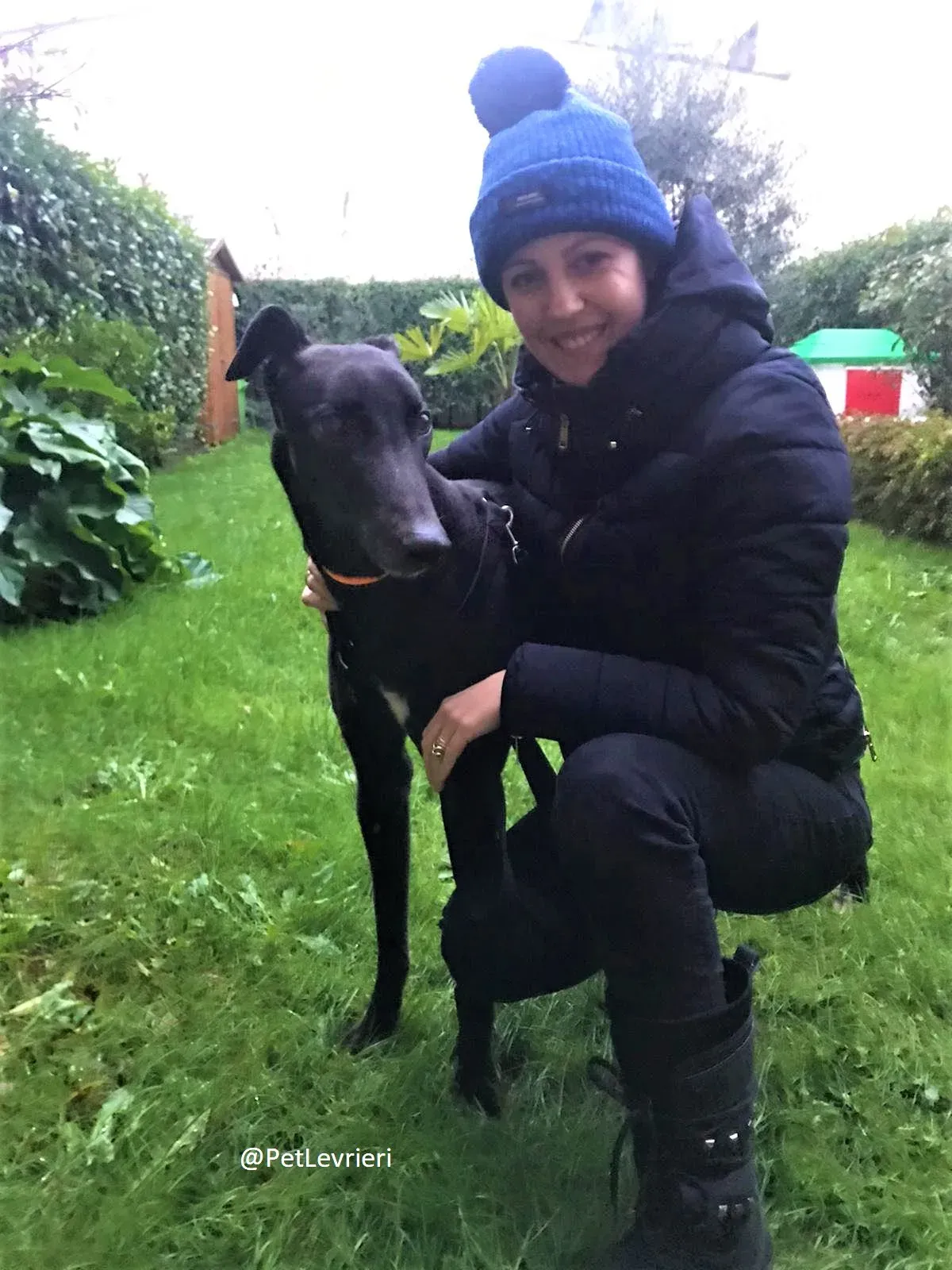 Hubbard adozione levreri grey 10 2