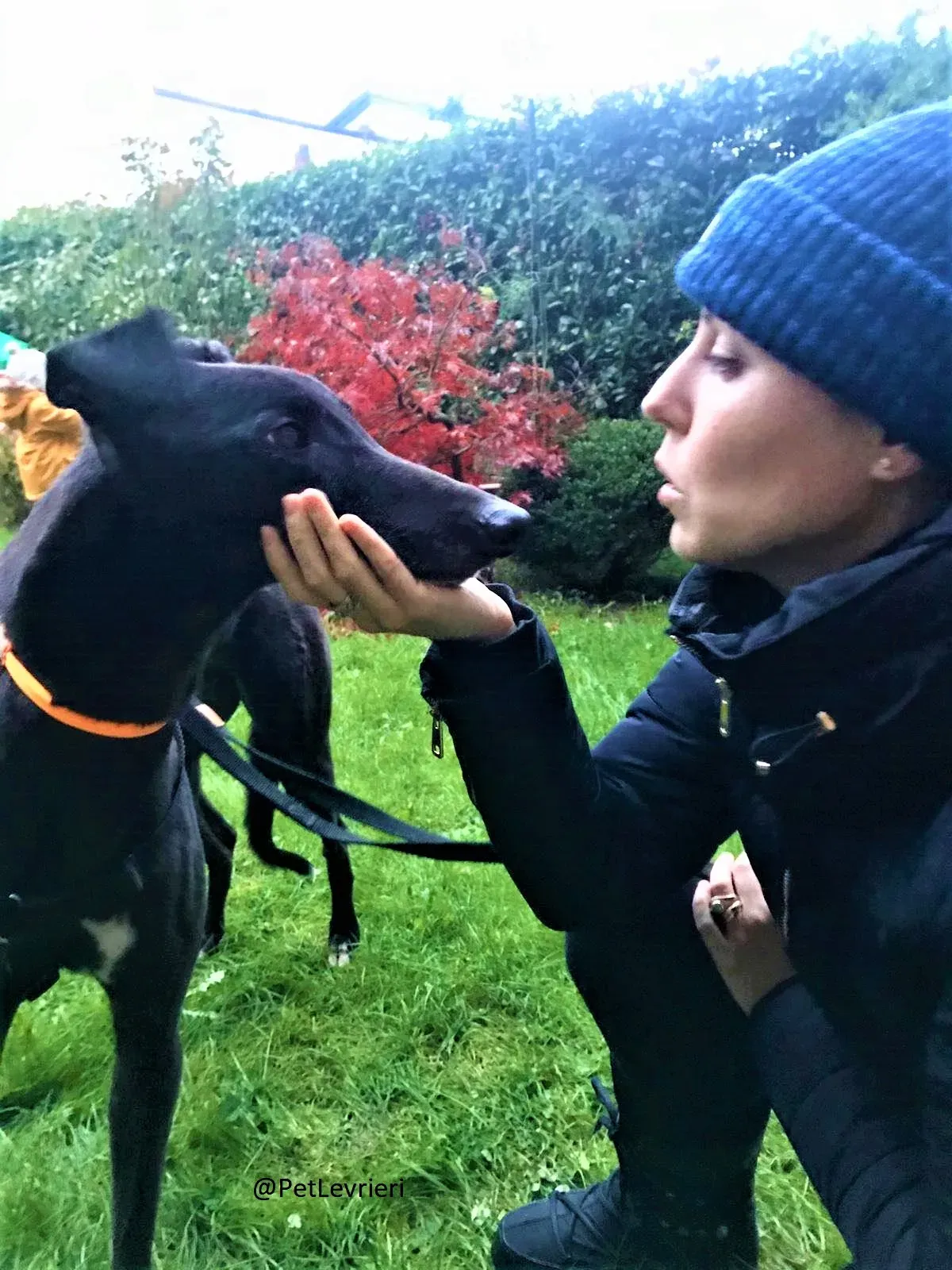 Hubbard adozione levreri grey 12 2