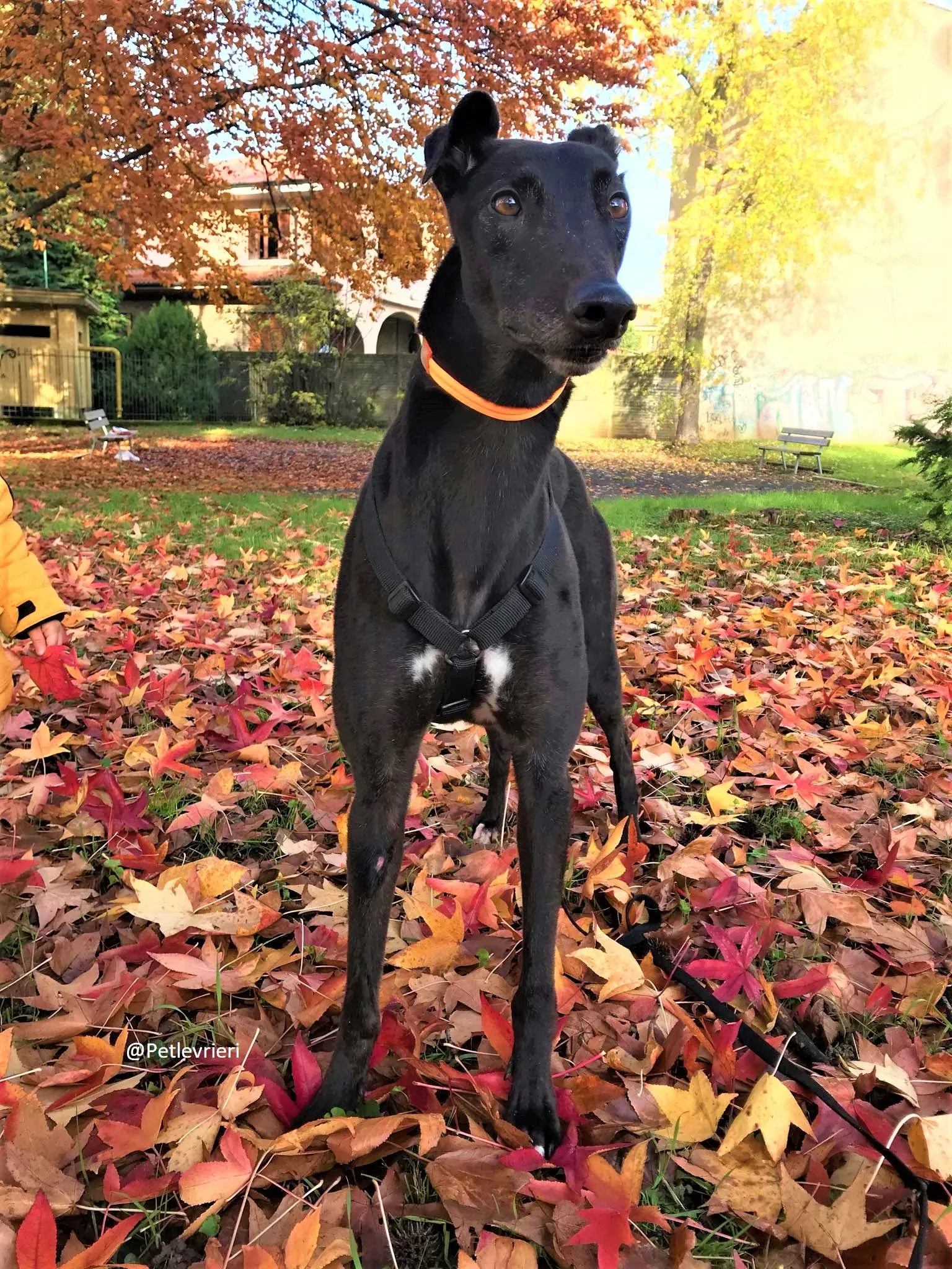 Hubbard adozione levreri grey 14 2