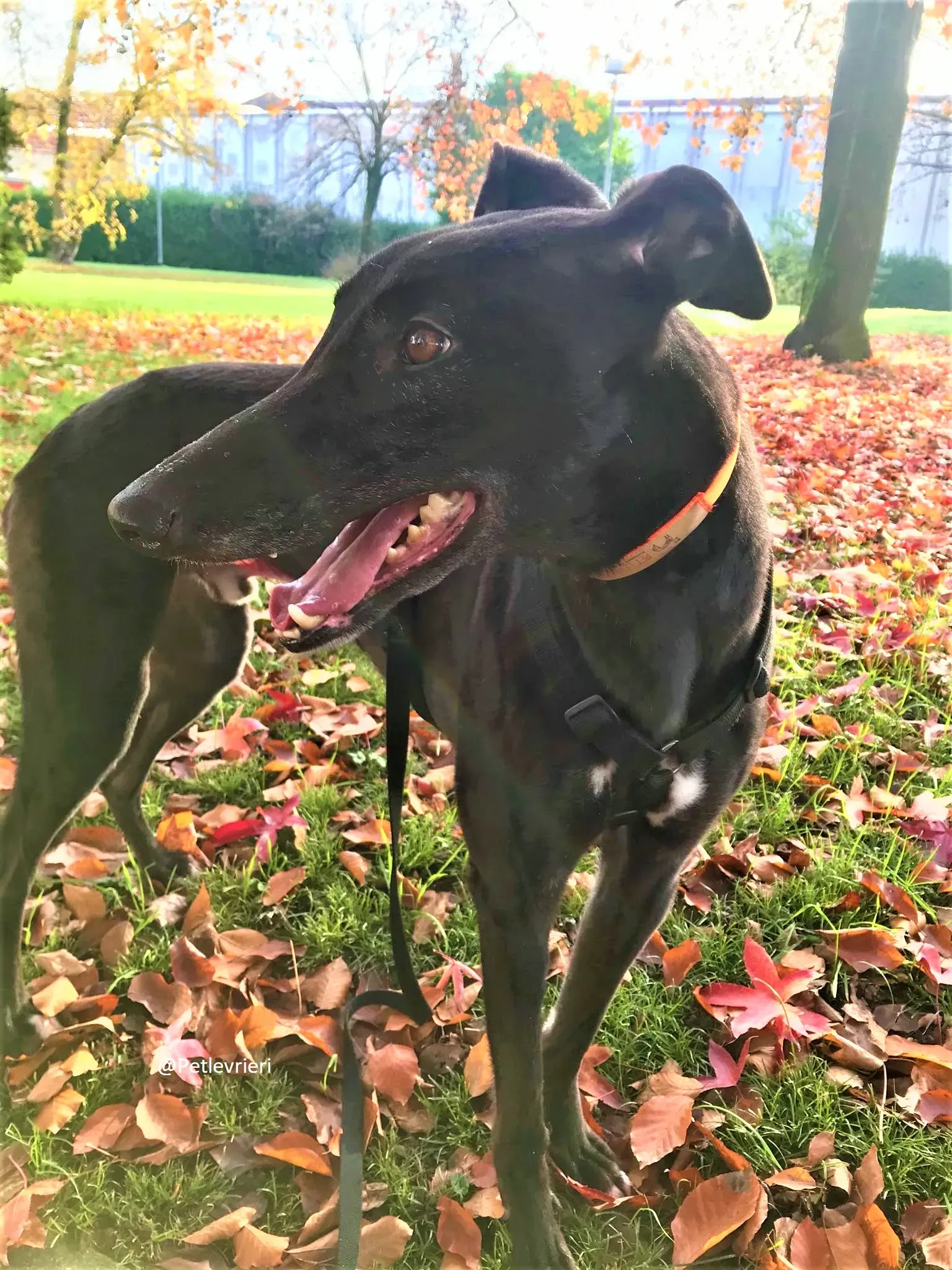 Hubbard adozione levreri grey 16 2