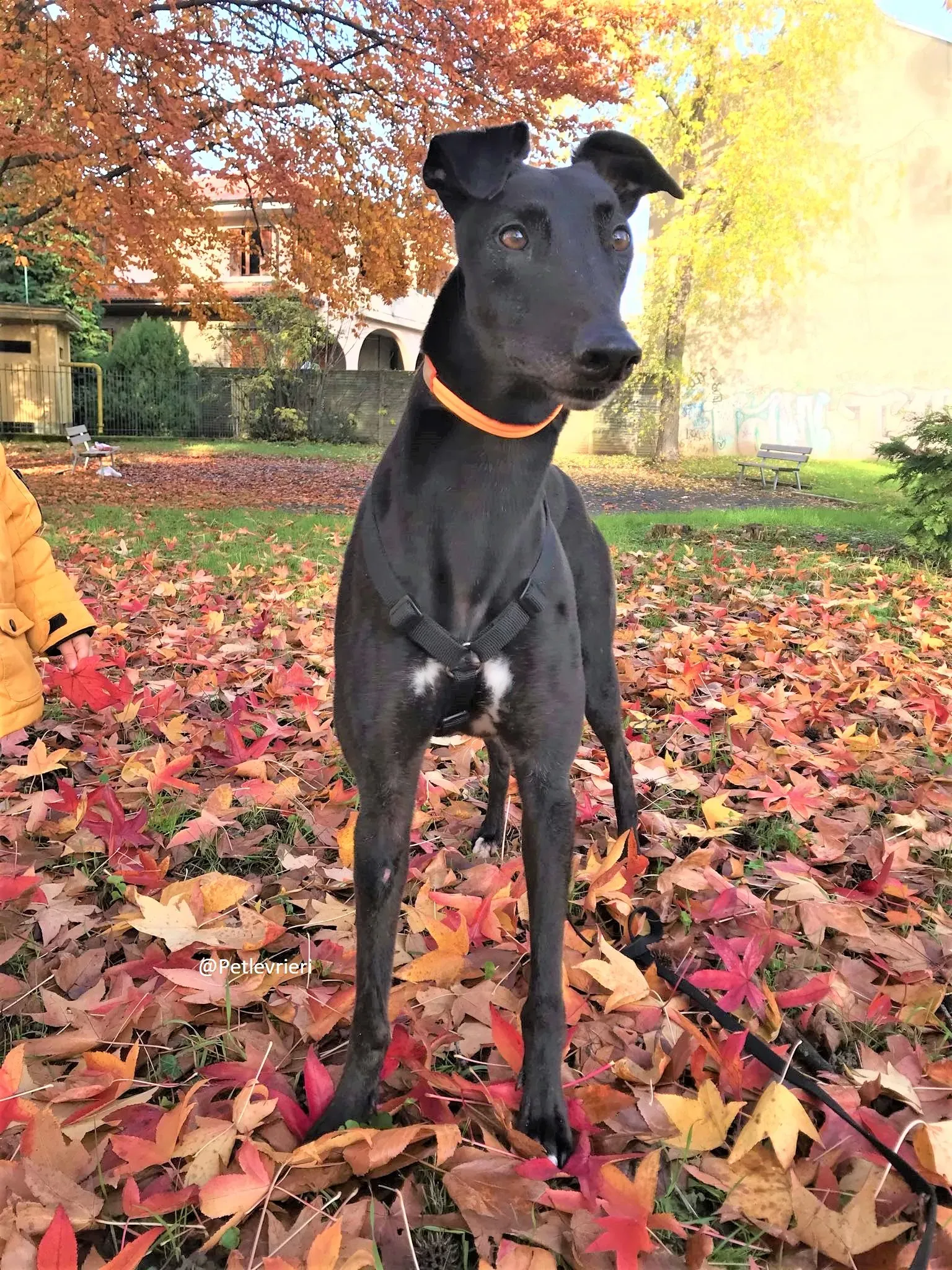 Hubbard adozione levreri grey 18 2