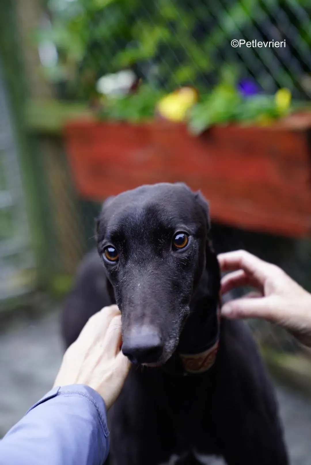 Hubbard adozione levrieri greyhound 1