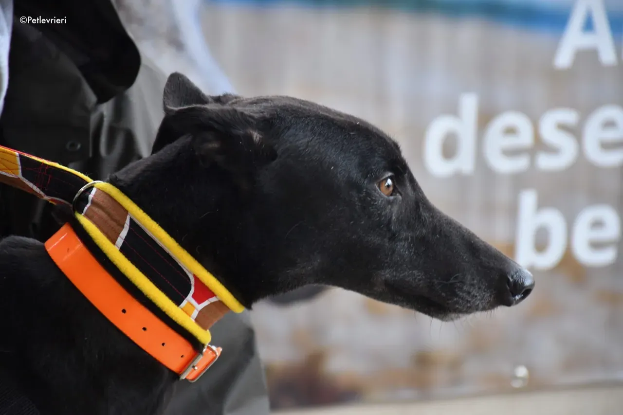 Hubbard adozione levrieri greyhound 11