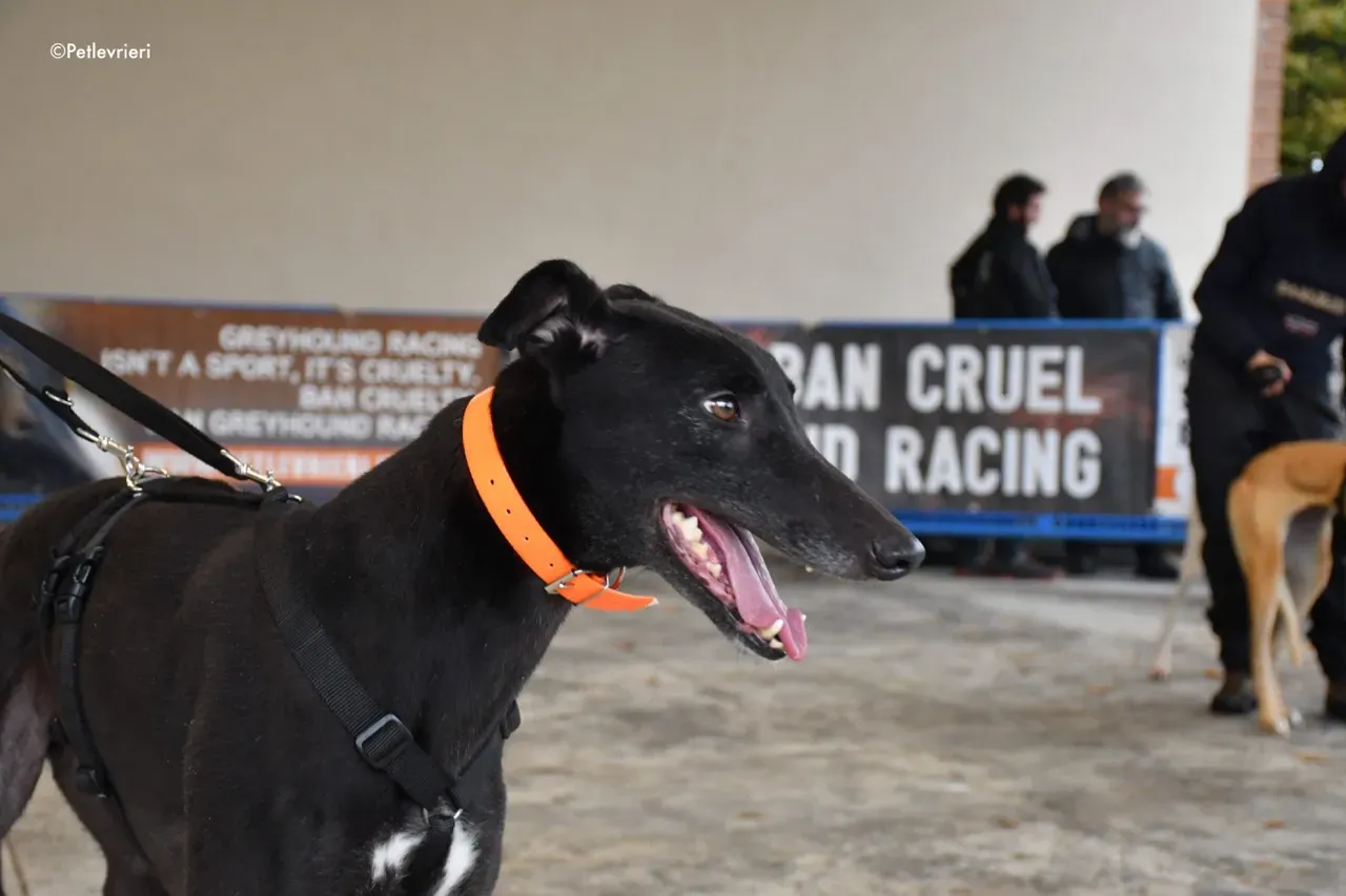 Hubbard adozione levrieri greyhound 16