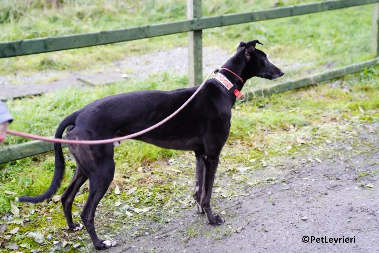 Hubbard adozione levrieri greyhound 20
