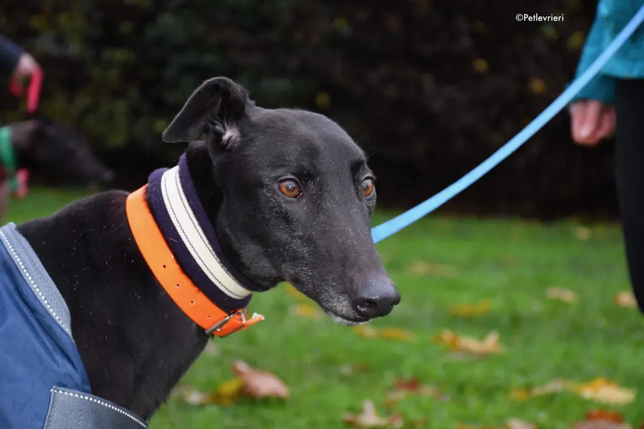 Hubbard adozione levrieri greyhound 4