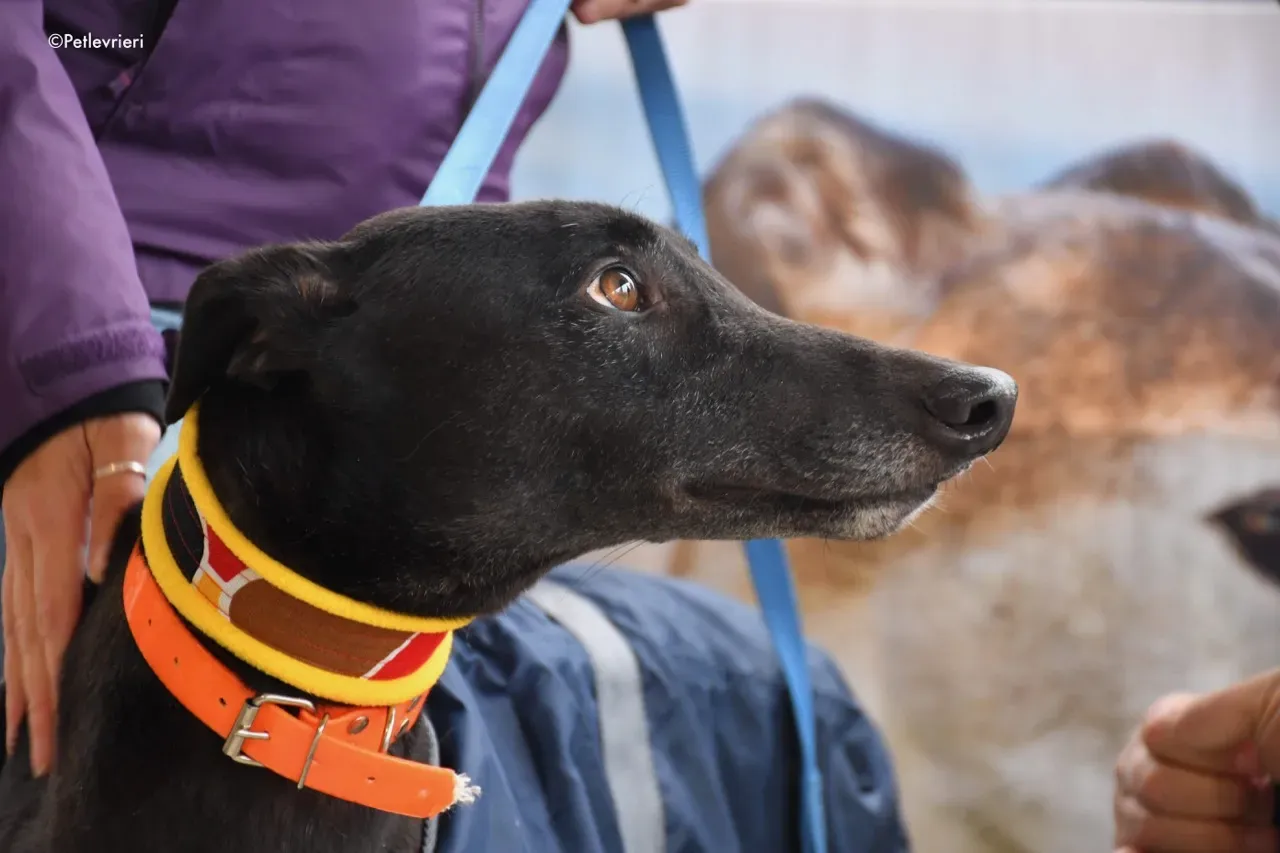 Hubbard adozione levrieri greyhound 9