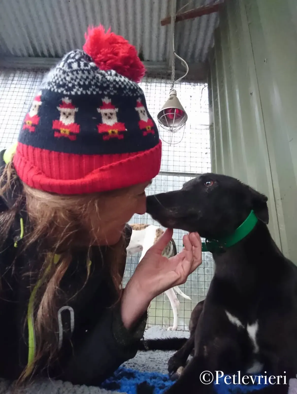 Hubbard pet levrieri greyhound1