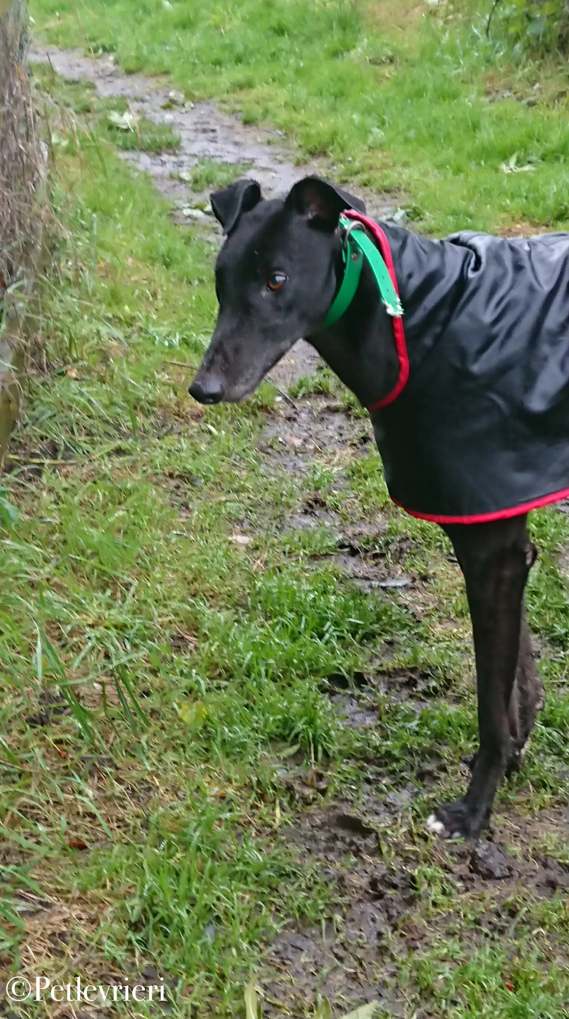 Hubbard pet levrieri greyhound2