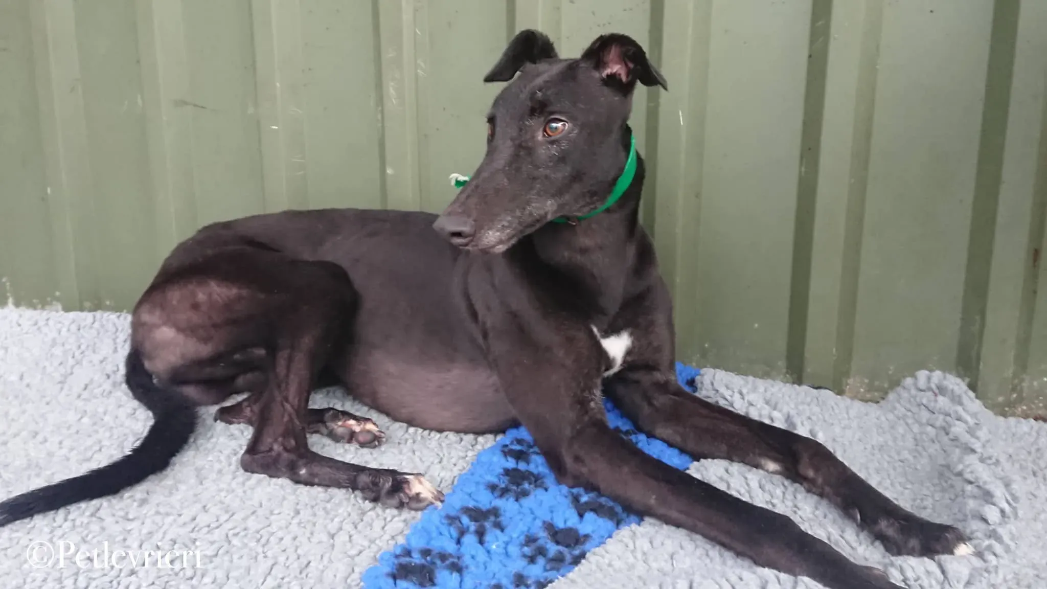 Hubbard pet levrieri greyhound3