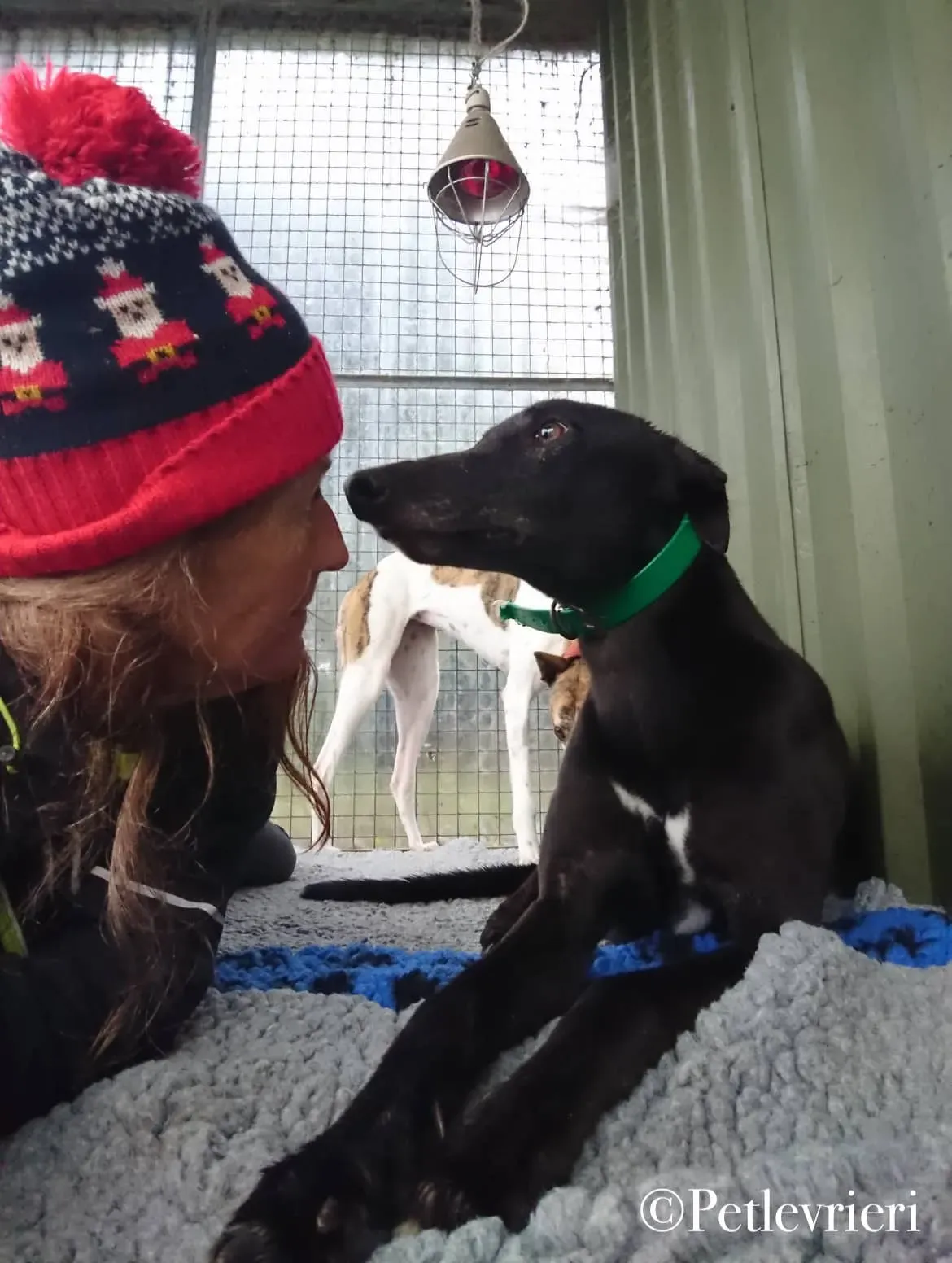 Hubbard pet levrieri greyhound4