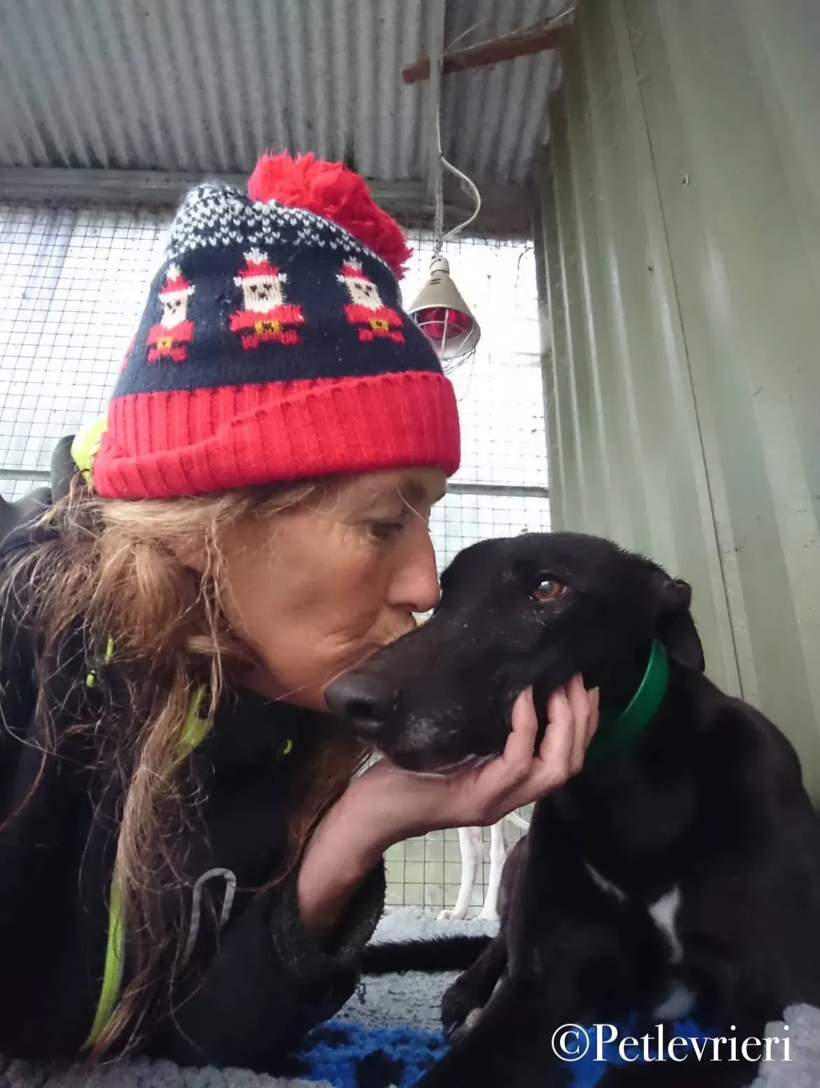 Hubbard pet levrieri greyhound5