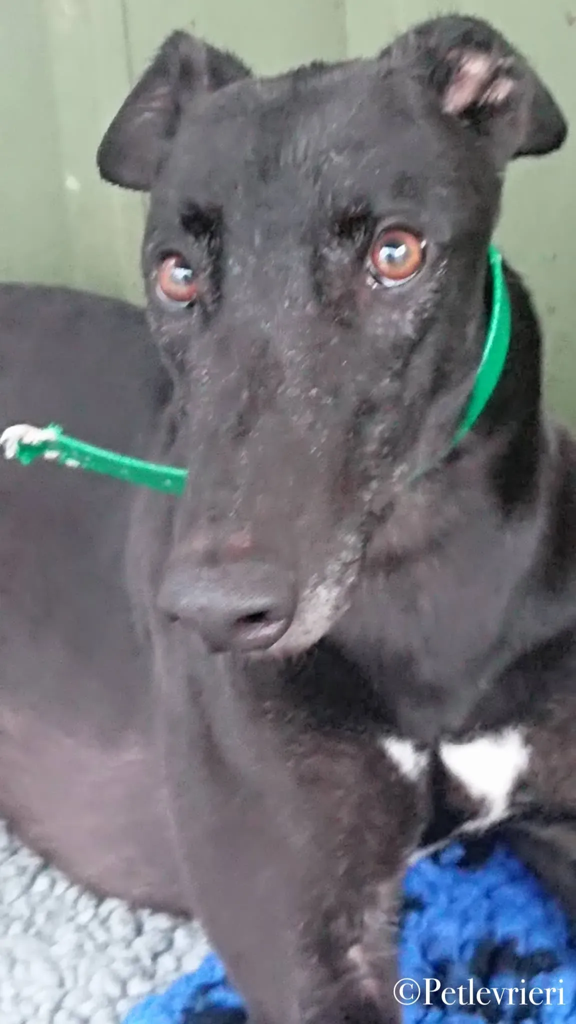 Hubbard pet levrieri greyhound6