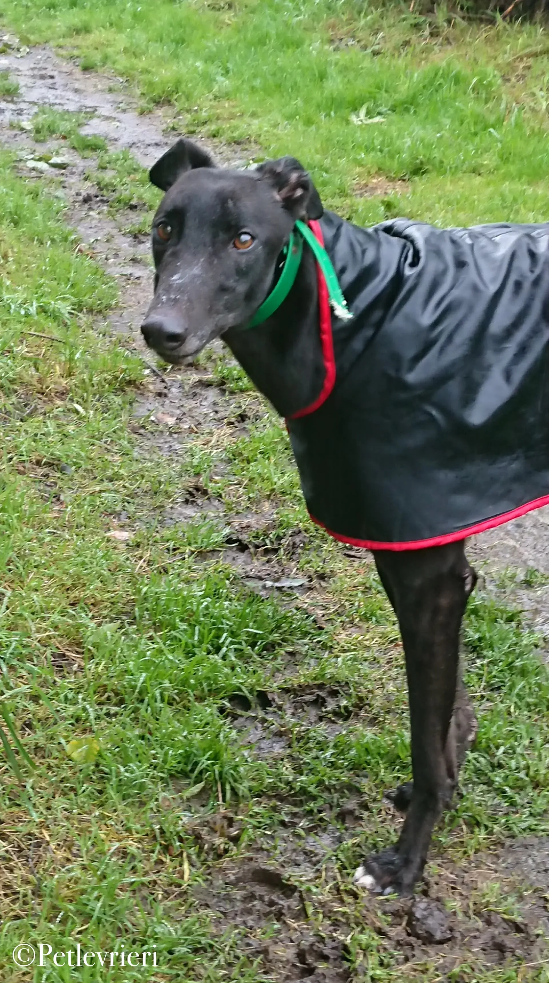 Hubbard pet levrieri greyhound7