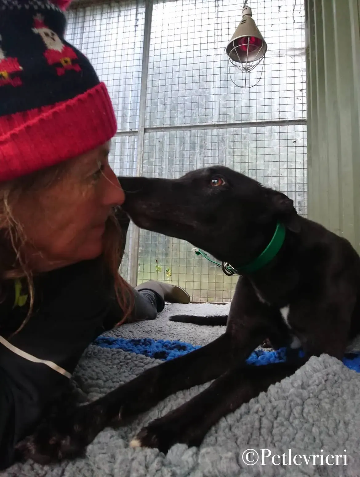 Hubbard pet levrieri greyhound8