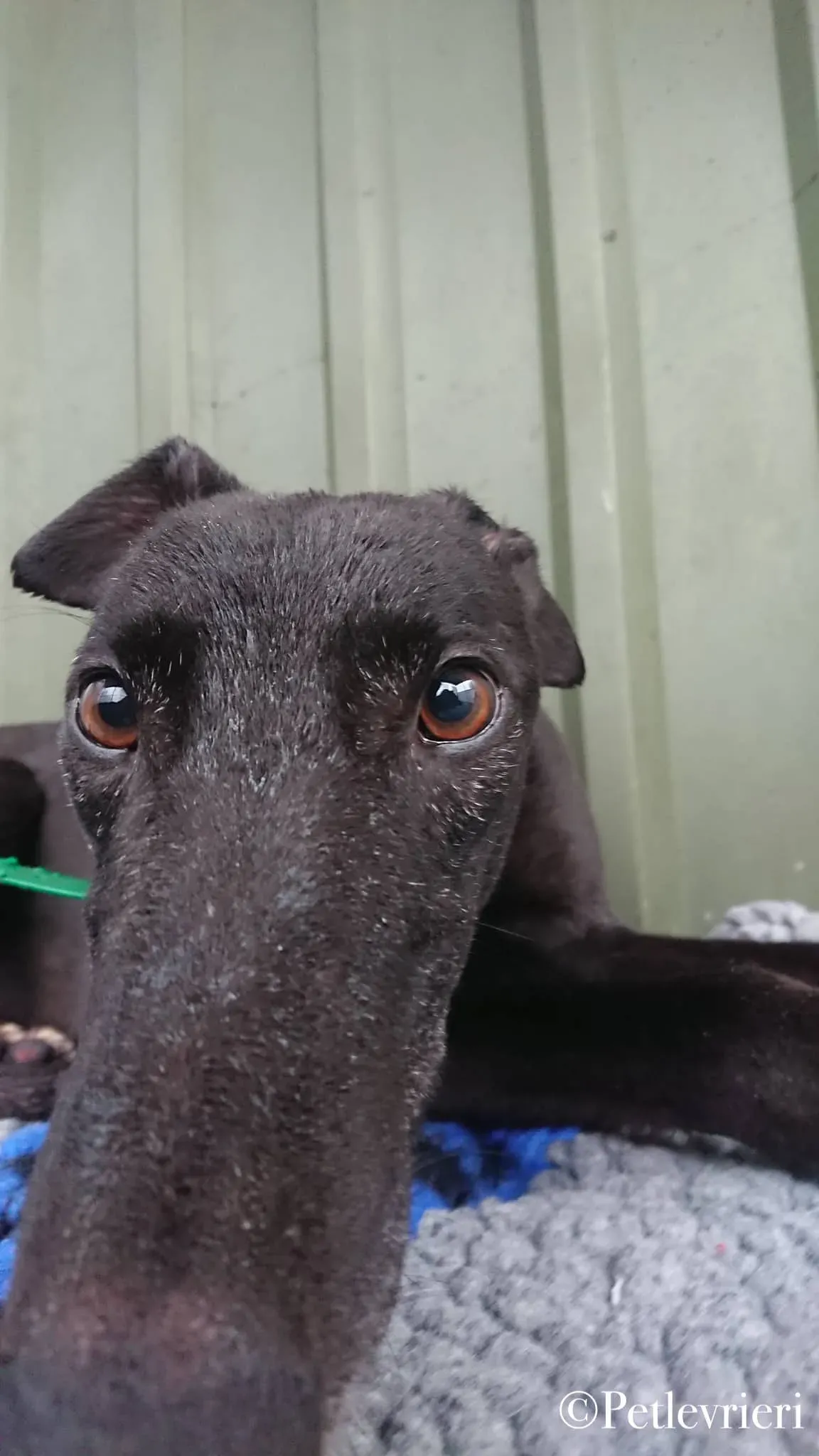 Hubbard pet levrieri greyhound9