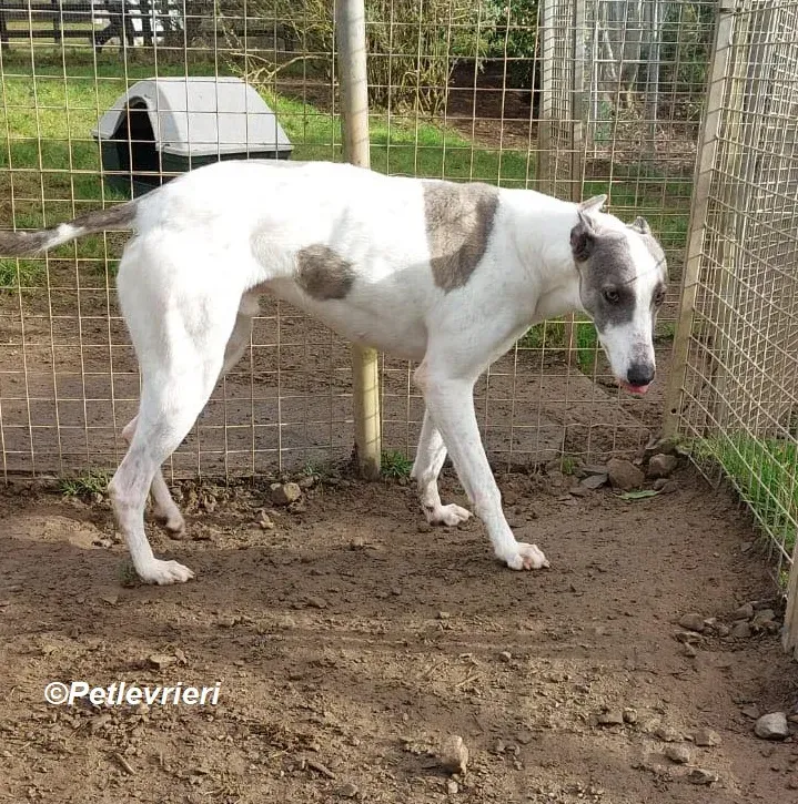Hugie adozione levrieri greyhound 1