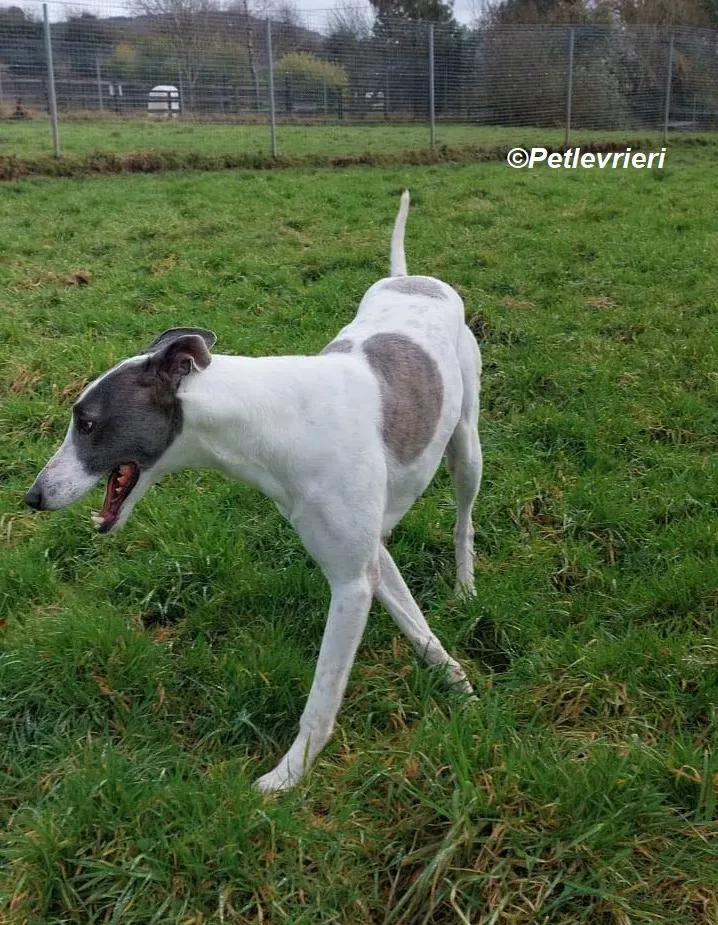 Hugie adozione levrieri greyhound 10