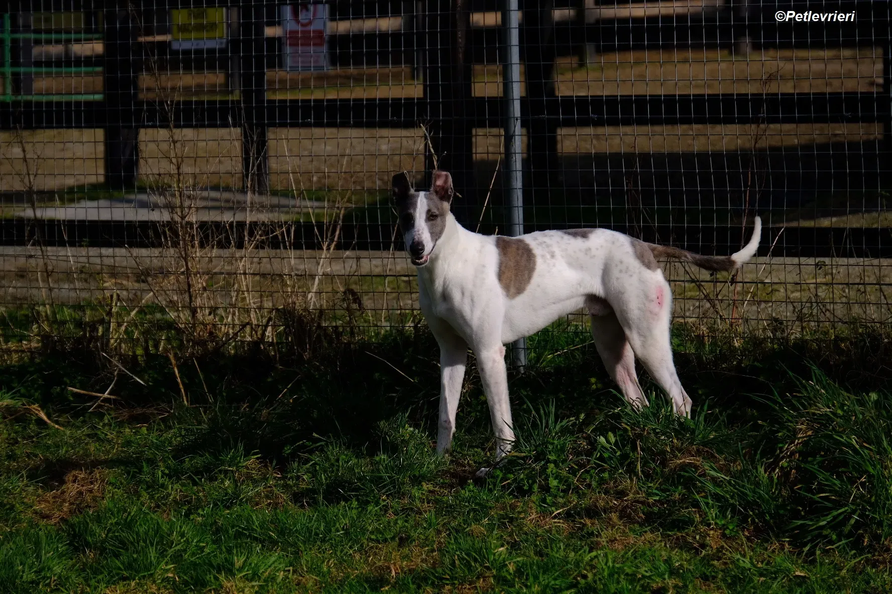 Hugie adozione levrieri greyhound 11