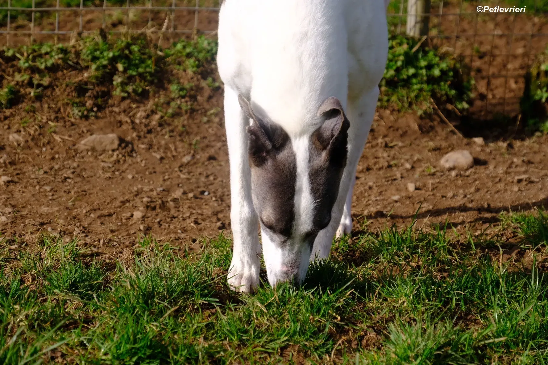 Hugie adozione levrieri greyhound 13