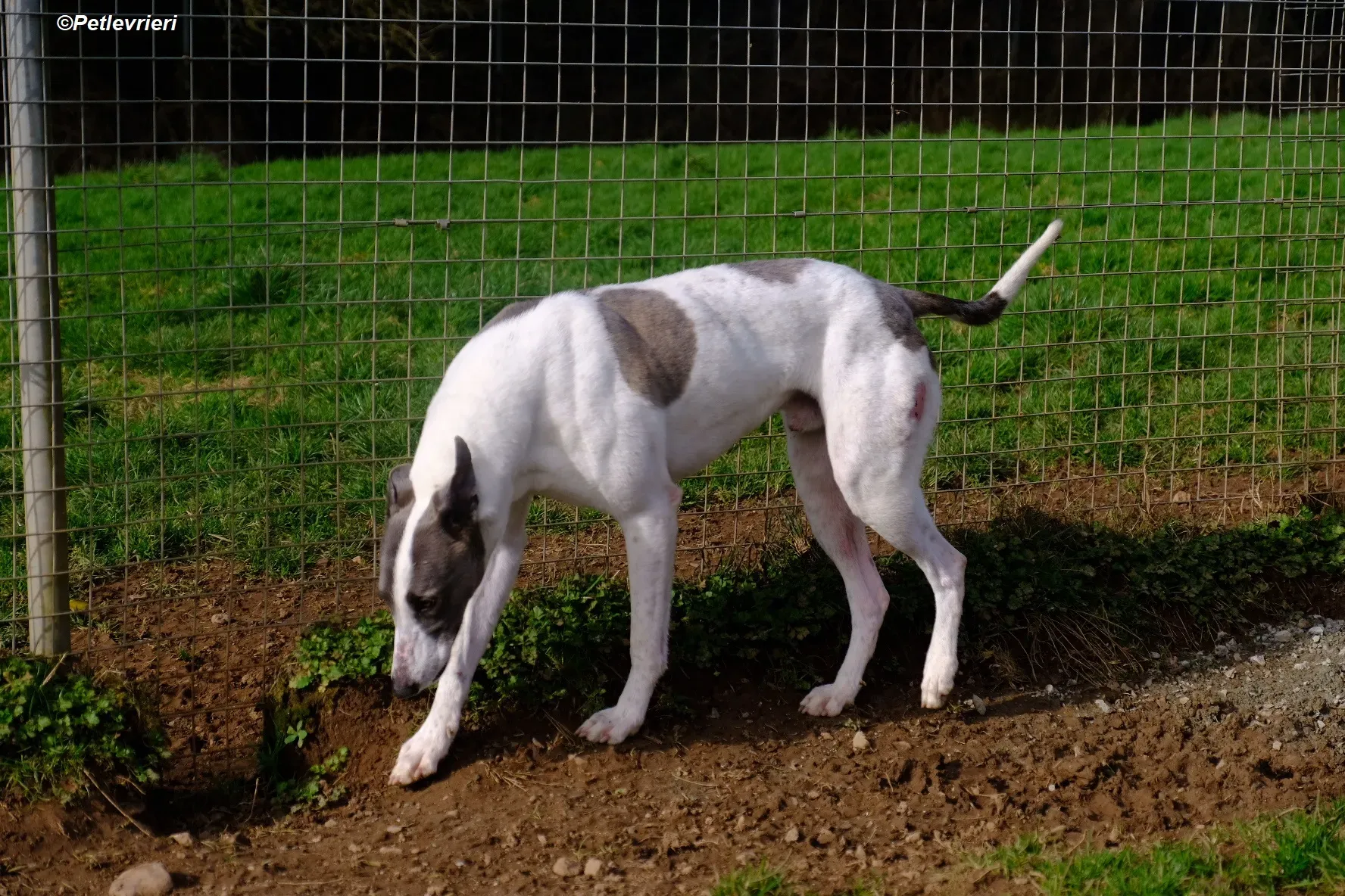 Hugie adozione levrieri greyhound 14