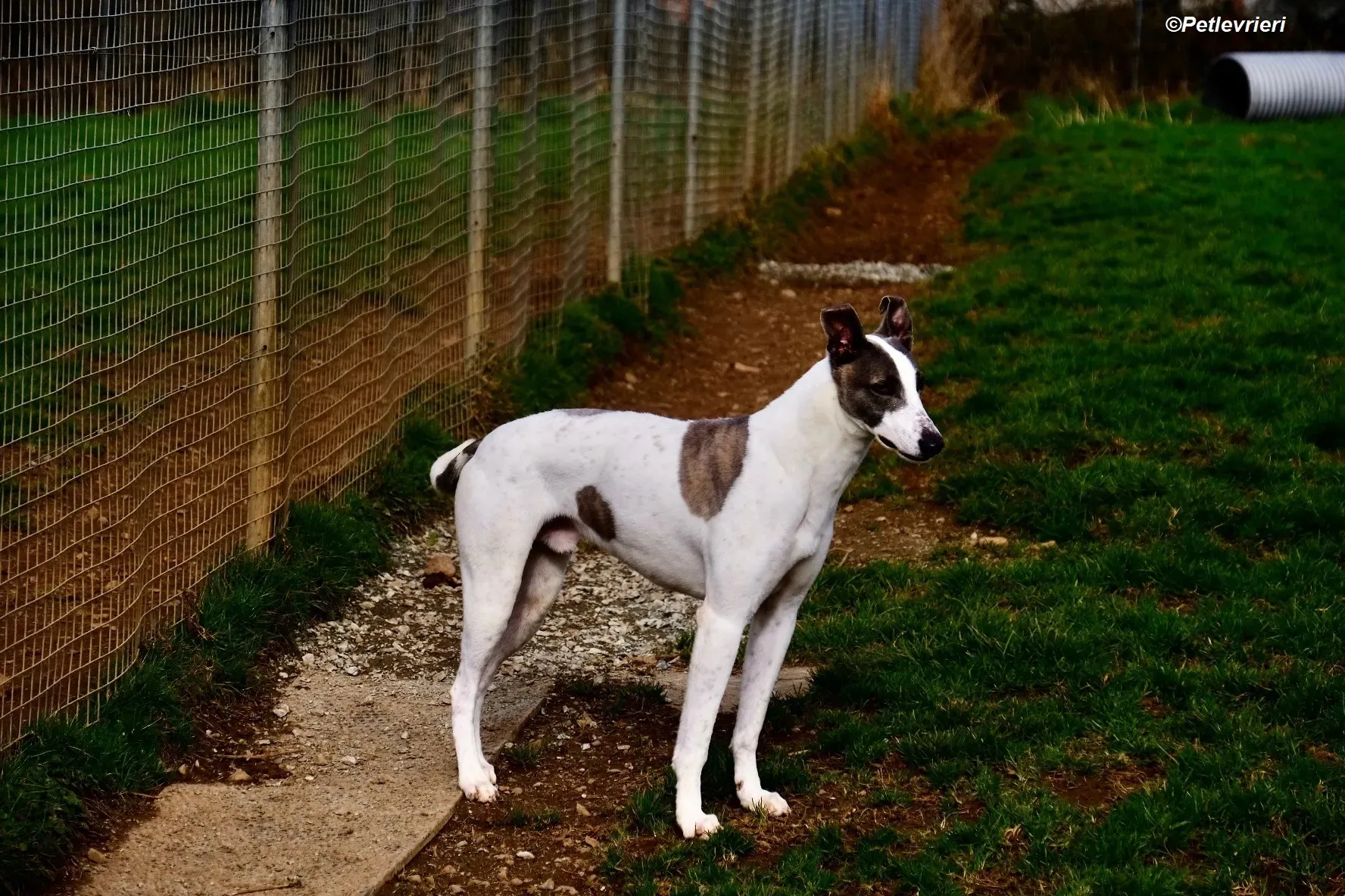 Hugie adozione levrieri greyhound 15