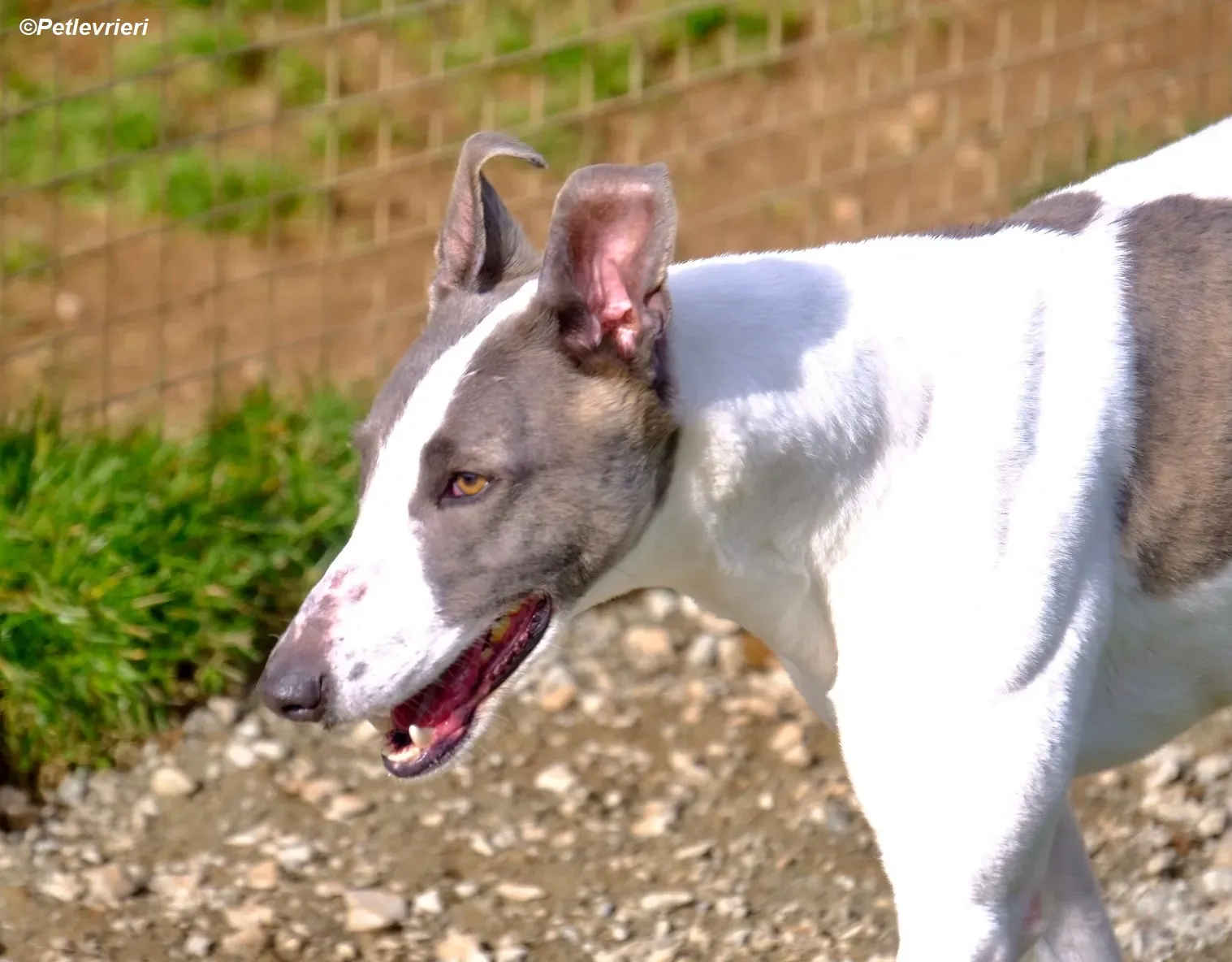 Hugie adozione levrieri greyhound 16