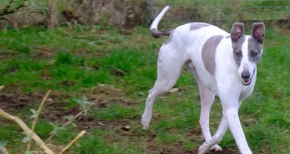 Hugie adozione levrieri greyhound 17 e1677073360576