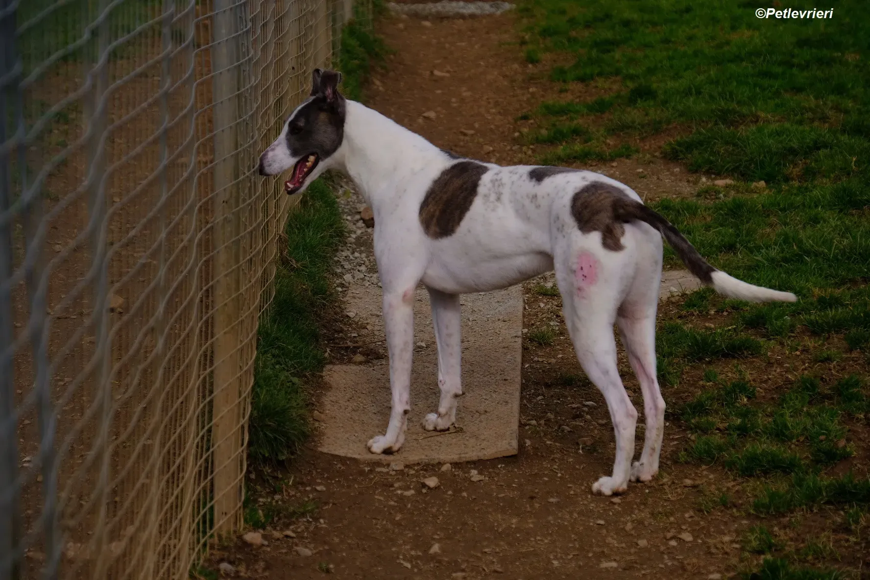 Hugie adozione levrieri greyhound 18