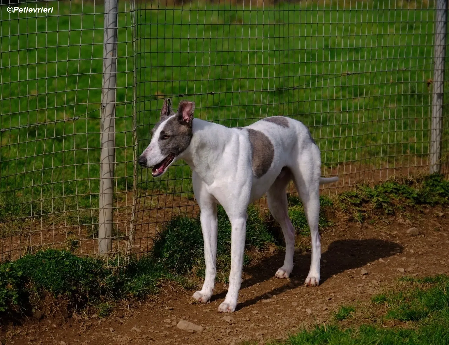 Hugie adozione levrieri greyhound 19